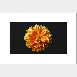 Yellow and Orange Dahlia Posters and Art